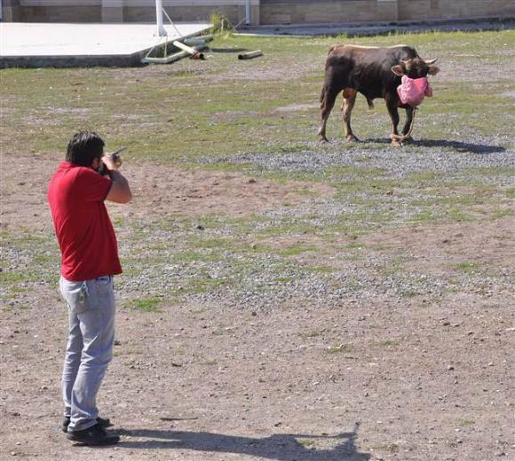 <p>"ZARAR VERMEDEN YAKALAYABİLDİK"<br />
Kurbanlık boğanın hissedarlarından Yılmaz Coşkun, "Kesim yapacağımız dükkana bağlamıştık zinciri kopardı kaçtı. Kongre Lisesi’nin bahçesine geldi.</p>
