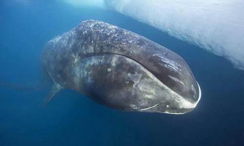 Gr&ouml;nland Balinası - 211 Yaşında.Gr&ouml;nland balinası 100 tona varan ağırlığıyla aynı zamanda en ağır canlılardan biri.