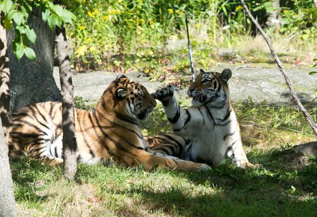 Ziyaretçiler, Pakistan hükümeti tarafından Bronx Hayvanat Bahçesi'ne ödünç verilen Leo adlı baba, anne Maya ve henüz adı konmayan yavru leoparın sergilendikleri bölümün önünde uzun kuyruklar oluşturuyor.