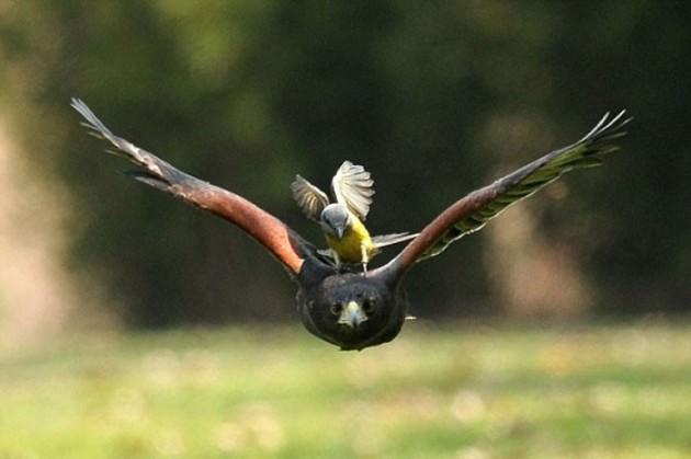 Yavrularını korumaya çalışan Great Kiskadee cinsi minik kuş, dev şahini takip edip havada sırtına kondu.