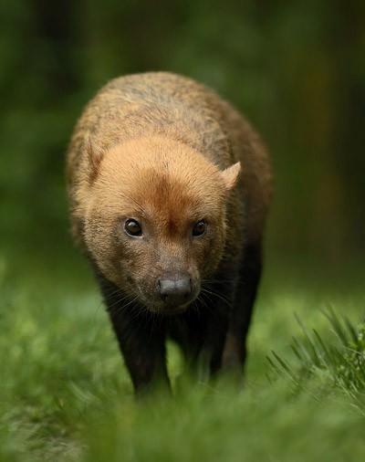 Çalı köpeği- Yeleli kurdun ardından, jaguar, pembe maymun, çalı köpeği, koati, yakalı karıncayiyen, gri kariyaku ve bizonun da klonlanması planlanıyor.