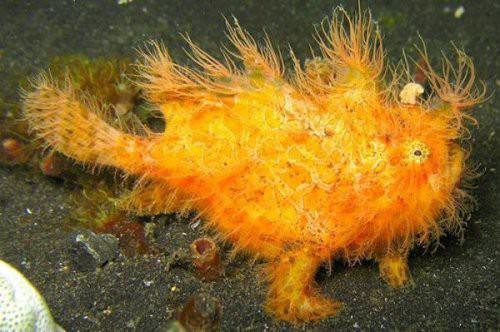 Hairy Frogfish (Kurbağa Balığı) Deniz altı çölünün başka bir üyesi olan kurbağa balığı, dilediği anda kumun içinde görünmez hale gelebilir.