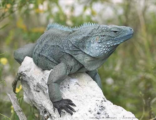 <p>İguana</p>