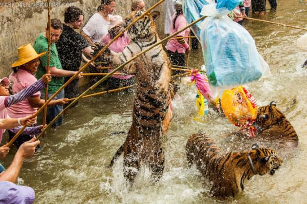 Tayland'da daha yavruyken insanlarla iç içe büyüyen kaplanlar, sempatik tavırlarıyla turistlerden yoğun ilgi görüyor.