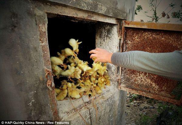 <p>&Ccedil;in'de milyonlarca &ouml;rdek yavrusu kuş gribi nedeniyle yakıldı veya yılanlara canlı yem yapıldı.</p>