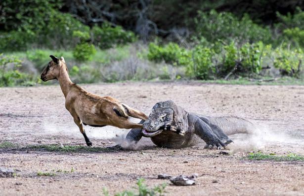 <p>İşte iki komodo ejderiyle karşı karşıya gelen keçinin zor anları...</p>
