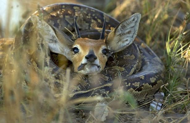 <p>Nehre su içmeye gelen bir antilop pusuya yatan pitonun saldırısına uğradı. 24 saat süren bu yutuş, safariye çıkanlar tarafından görüntülendi.</p>
