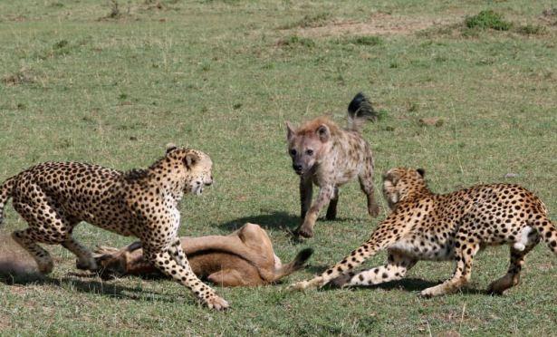 <p>Tam herşey bitti derken... Zimbabve'de bulunan safari rehberi Garth Thompson vahşi doğanın acımasız kurallarını gözler önüne serdi.</p>

<p> </p>
