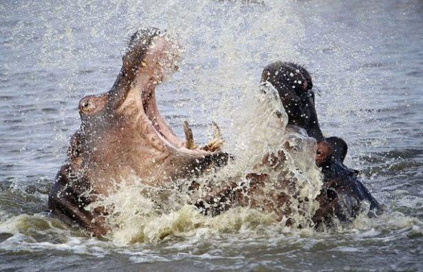 <p>İki su aygırının Güney Afrika’daki Kruger Ulusal Parkı’ndaki kavgası kameralara böyle yakalandı...</p>

<p> </p>
