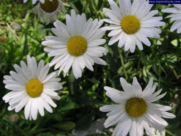 <p>PAPATYA: Temiz bir kalbin simgesi.</p>