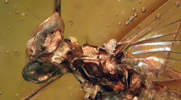 İngiltere'deki Manchester Üniversitesi'nden bilim insanları, amber içerisinde günümüze kadar bozulmadan kalmış 16 milyon yıllık mayıs sineği fosili buldu.