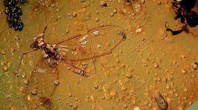 İngiltere'deki Manchester Üniversitesi'nden bilim insanları, amber içerisinde günümüze kadar bozulmadan kalmış 16 milyon yıllık mayıs sineği fosili buldu.