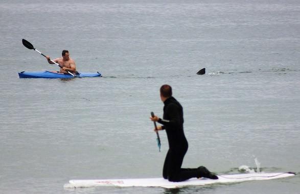 Jaws filmini aratmayan sahne... Kanoyla kıyıdan uzaklaşan bir adam arkasına doğru baktığında yarım metre uzağında bir köpekbalığının kendisini izlediğini gördü. Massachusetts, ABD 