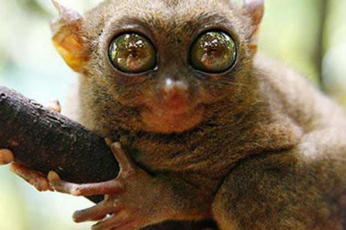 Tarsier Filipinler'de yaşayan Tarsier'in gözleri beyinlerinden büyük. Yaklaşık 10 santim boyundaki Tarsier, bir insan eline rahatlıkla sığabilir.