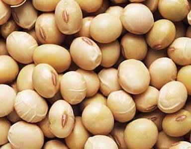 <p>Soya: Kardiyovasküler hastalıkların, kanserin kemik erimesinin önlenmesinde ve tedavisinde, menepozal belirtilerin hafifletilmesinde etkilidir. Soya proteini tüketimi ile total kolesterolün yüzde12,9,trigliserilerin yüzde 10,5 oranında düştüğü belirtilmiştir.</p>