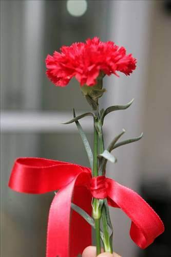 <p>KARANFİL (KOYU KIRMIZI): "Kalbimi kırdın!"</p>