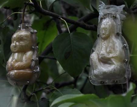  İşte d&uuml;nyayı şaşırtan &Ccedil;inli &ccedil;ift&ccedil;inin m&uuml;thiş armutları.