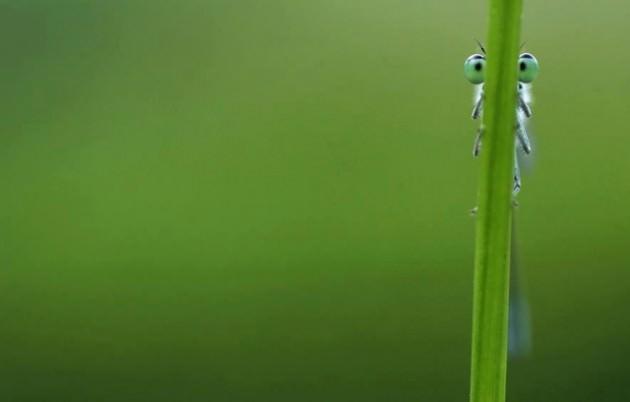 Hayvanların hem g&uuml;ld&uuml;ren hemde &uuml;rtk&uuml;ten en ilgin&ccedil; halleri...