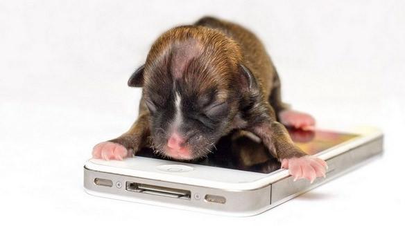 İngiltere’de dünyaya gelen Yorkshire terrier cinsi köpek 36 gram ağırlığıyla ülkedeki en küçük yavru oldu. Sahibi Mini adlı köpeği iPhone’unun üzerinde uyutuyor. 