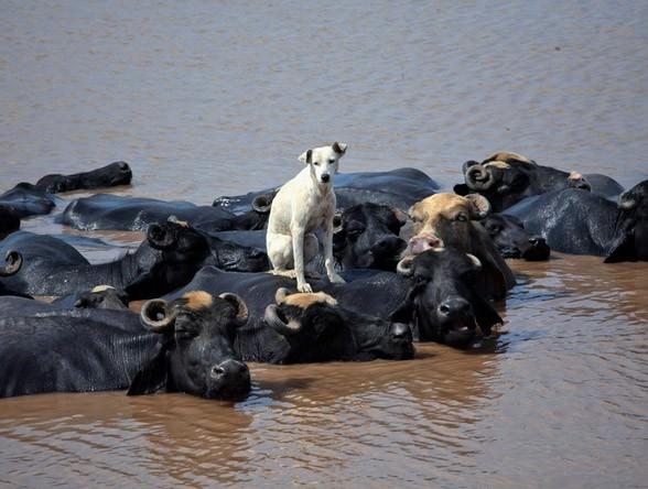 Nehri geçene kadar… Akıllı köpek, Ravi Nehri’ni geçmenin kolay yolunu buldu. Lahore,Pakistan 