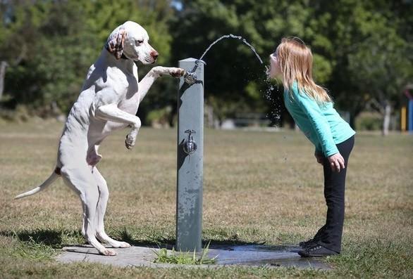 Jack isimli bir köpek sahibinin su içmesine yardım ediyor. Brisbane, Avustralya 