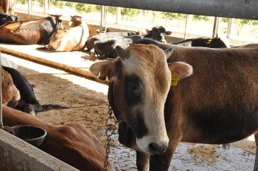 Kurban Bayramı yaklaşırken büyük marketler de fiyatlarını belirlemeye başladı. Bazı marketlerde fiyatlar değişmezken bazılarında ufak çaplı düşüşler göze çarpıyor. Hayvan pazarlarında ise fiyatlarda önemli bir değişiklik beklenmiyor. 