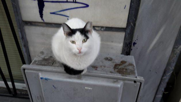 <p>LED flaşa sahip arka kamera ISO, ardı ardına çekim, beyazlık ayarı gibi fonksiyonlara sahipken, dikkatlerden kaçmayan bir kamera yazılım özelliği, hızlandırılmış çekim. Bu özellikle x2, x4 ve x8 hızında görüntü alabiliyorsunuz. Fotoğraf seçeneklerinde ise seslendirilmiş fotoğraftan zengin ton gibi 11 ayar mevcut. 10.1'in lensi, özellikle aydınlık alanlarda netlik kazanmakta zorlanıyor ve bulanık görüntü alabiliyorsunuz.</p>