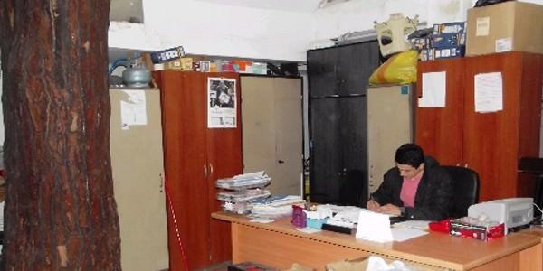 Ordu Belediyesi Zabıta Müdürlüğü binasının içinde 40 yıldır çam ağacı var.