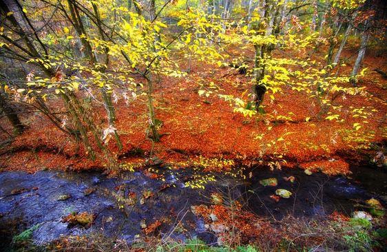 Geniş ormanlık alanları, &ccedil;ok sayıda nehrin ve su kaynağının bulunduğu Bosna-Hersek'te sonbaharın g&uuml;zellikleri...