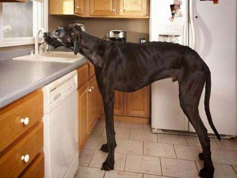 <p><strong>En ilginç rekorlar</strong></p>

<p>Dünyanın en uzun köpeği Zeus. Ayak omuz uzunluğu 111 cm. Ayakları üzerinde yükseldiğinde ise 2.13 metre</p>
