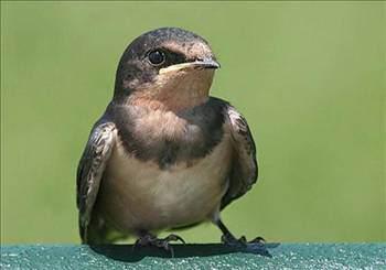 Dünyanın en hızlı kuşu boğazlı kırlangıçtır. 3 saniye süreyle saatte 128 km. sürate ulaşmıştır.