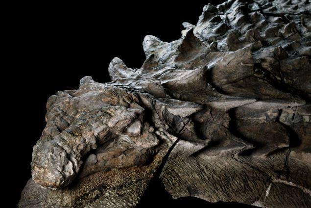 <p>Uzmanlara göre, nodosaur belki nehir kenarında su içerken büyük bir sel onu sürüklemiş ve bir zamanlar denizin içinde yer alan madende derinlere batmış olabilir.</p>

<p> </p>
