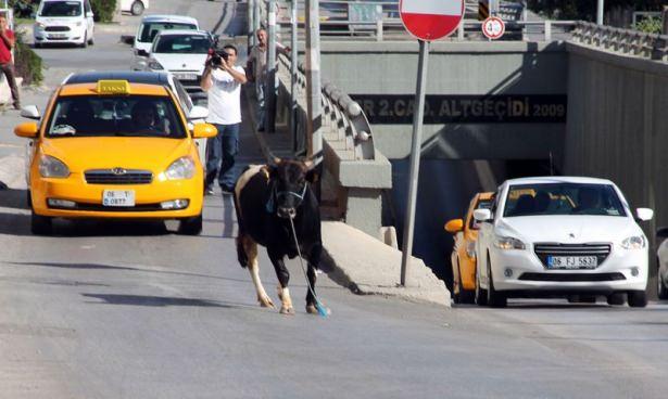 <p><strong>ANKARA</strong></p>
<p>Uyuşturucu iğneyle sakinleştirilen boğa sahiplerine teslim edildi.</p>