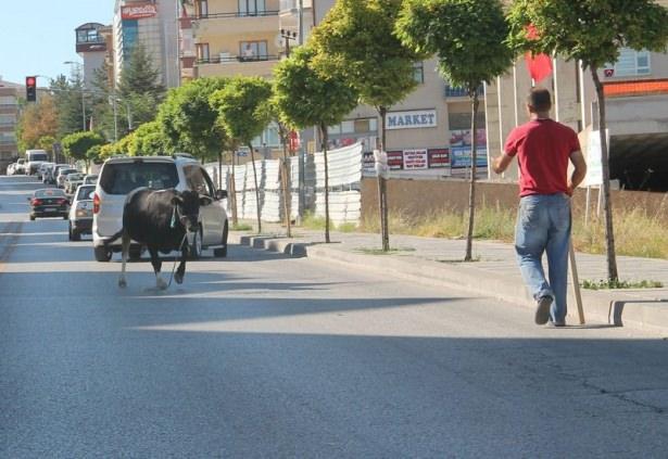 <p><strong>ANKARA</strong></p>
<p>Başkent’te kurban edileceği sırada ipini kopararak kaçan boğa, 3.5 saatlik kovalamaca sırasında 4 kişiyi hastanelik etti.</p>
