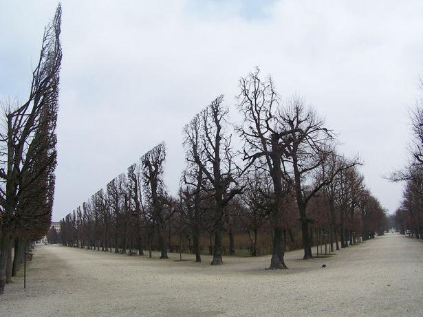 <p>Viyana Schonbrunn Park'ta yer alan ağaçlar</p>