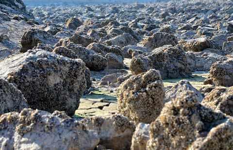 <p>Nevşehir’in yanı sıra Çanakkale’nin içme suyunun karşılandığı Atikhisar Barajı’nın bulunduğu bölgede kuraklık nedeniyle barajın sularının çekilmesinin ardından milyonlarca midye çıktı. </p>