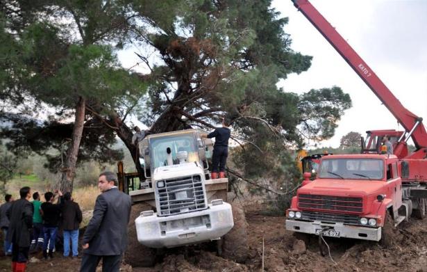<p>Yerden 3 metre yükseklikte bulunan Karagöz, kestiği ağacın gövdesinin ikiye ayrılması sonucu yarılan bölüme düşerek sıkıştı.</p>
<p> </p>
