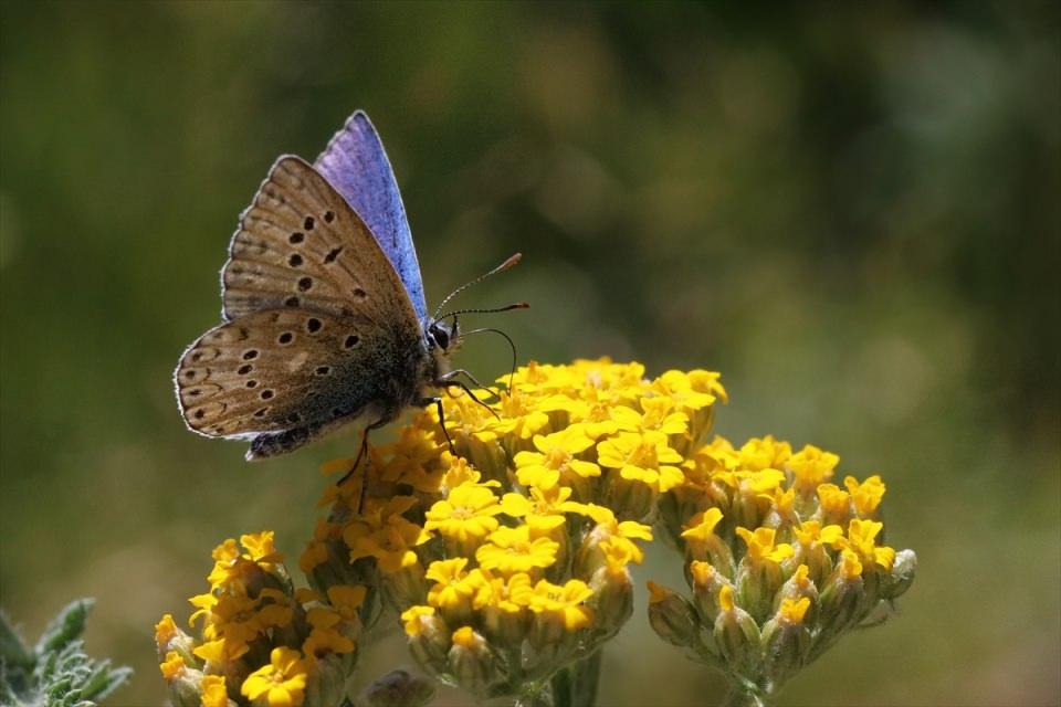 <p>Rengarenk görüntüleriyle doğayı süsleyen ve insanları hayran bırakan özelliklere sahip olan kelebekler, her yıl yüzlerce kişinin bölgeyi ziyaret etmesini sağlıyor.</p>
