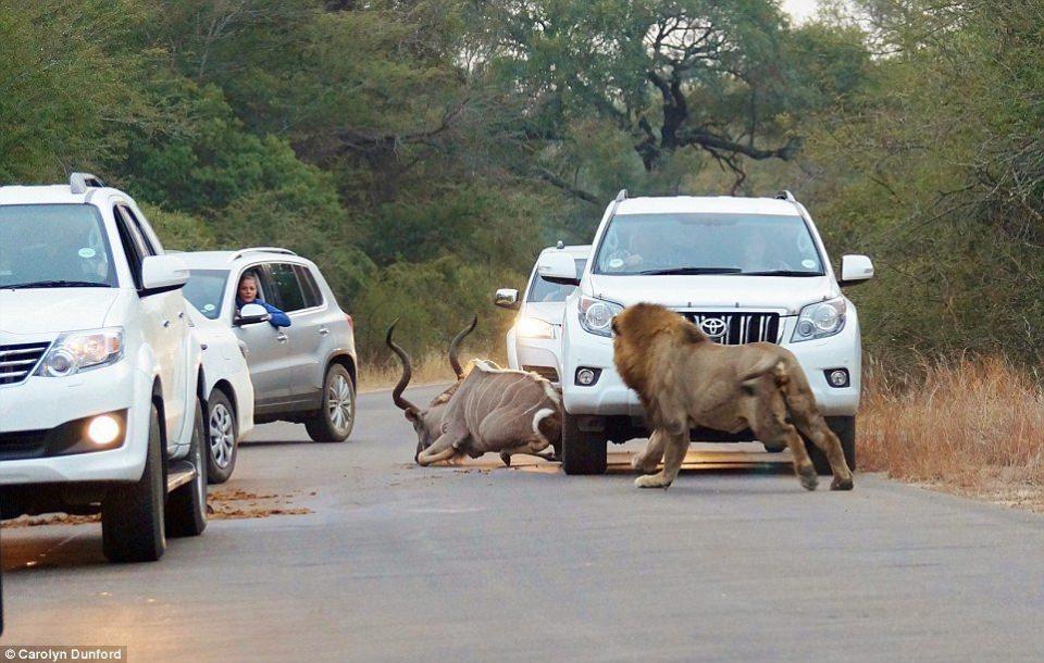<p>Güney Afrika'da bulunan Kruger Ulusal Parkı'nda iki aslan araçların arasında bir kuduyu parçalayarak yedi.</p>

<p> </p>
