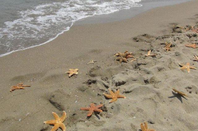 <p>Süleymanpaşa İlçesi'ne bağlı Kumbağ mahallesinde dün öğle saatlerinde denize girmek için sahile inenler, yüzlerce ölü deniz yıldızı gördü.</p>

