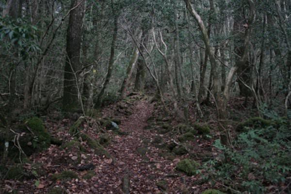 <p>Japonya'daki Fuji dağının eteklerini süsleyen bu ormanın asıl adı "Aokigahara" ama bundan ziyade "intihar ormanı" olarak biliniyor. Sebebi de intihar etmek isteyenlerin son mekanı olarak burayı seçmesi.</p>

<p> </p>
