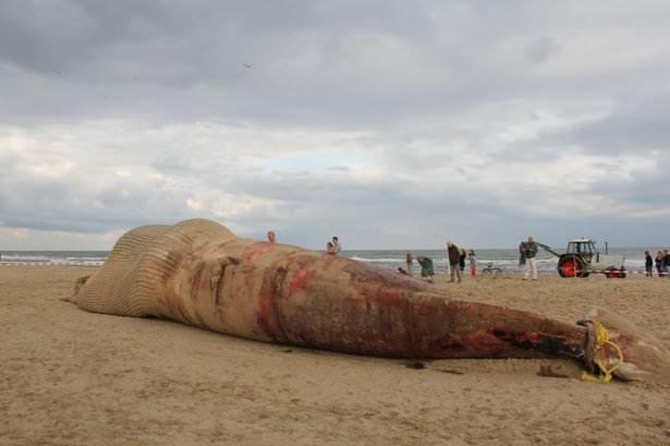 <p>Hollanda'da telef olduğu belirlenen dev balina Lahey kenti yakınlarındaki Katwijk kasabasındaki sahile çekildi.</p>
