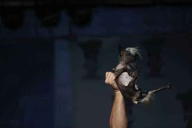 <p><strong>Dünyanın en çirkin köpeği ile tanışın</strong></p>

<p>ABD’nin California Eyaleti’nde her yıl düzenlenen “dünyanın en çirkin köpeği” yarışması, bu sene de renkli görüntülere sahne oldu.</p>

<p> </p>
