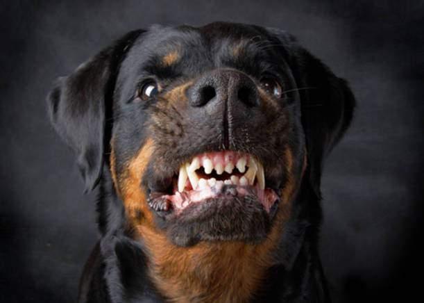 <p>KÖPEK - En ufak kaniş cinsinden iri Alman çoban köpeğine, insanın en iyi dostu olduğu söylenen köpekler Kynophobia adı verilen köpek fobisi olan insanları korkutmaya devam ediyor. Tipik olarak, insanlar köpek korkusunu daha önce ısırılmaları veya ısırılan birini yakından görmeleri sonucu doğduğunu iddia etme eğilimindeler.</p>