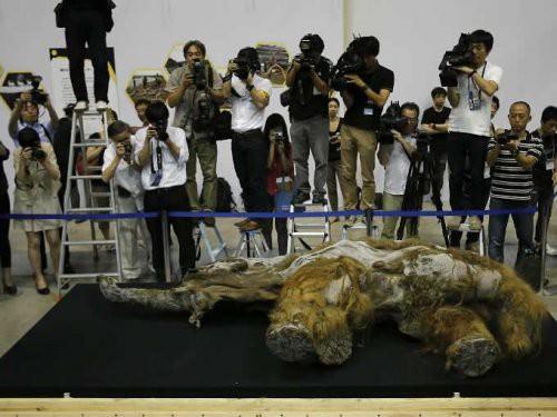 Japon medyasının b&uuml;y&uuml;k ilgi g&ouml;sterdiği dişi mamut, 13 Temmuz&rsquo;dan 16 Eyl&uuml;l&rsquo;e kadar Yokohoma&rsquo;daki sergi merkezinde kalacak. 