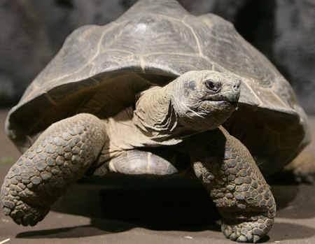 <p>Mauritus kaplumbağası” denilen bir kaplumbağa cinsi,152 yıllık bir ömürle “uzun yaşama” rekoru kırmıştır. Hayvanat uzmanları, bu kaplumbağanın uygun şartlarda 200 yıl yaşayabileceğini ileri sürmektedirler.</p>