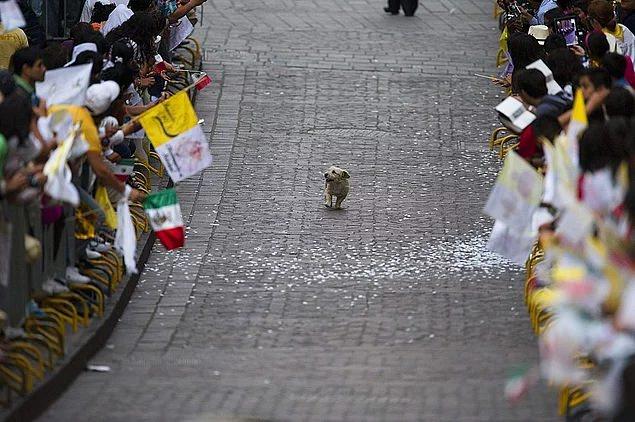 <p>Meksika'da Papa halkı selamlarken peşine takılan bir köpek keyifle alanı izliyor. (2011)</p>
