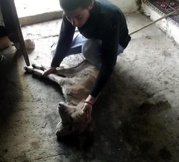 G&ouml;le il&ccedil;esinin Tahtakıran K&ouml;y&uuml;'nde ge&ccedil;tiğimiz 27 Aralık'ta doğan iki başlı buzağıyı sahibi Tahsin Sarıta&ccedil; biberonla besliyor.