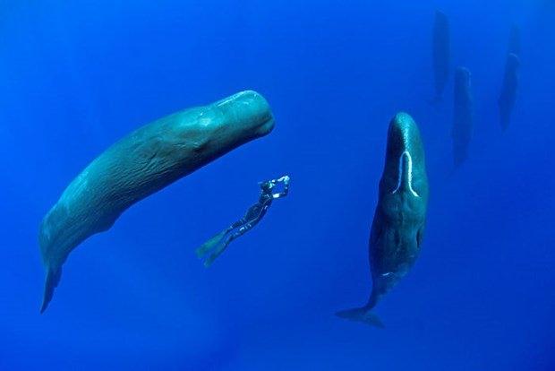 <p>Dünya genelindeki tüm okyanuslarda yaygın olan İspermeçet balinaları, Karayip Denizi’nde su altı fotoğrafçısı Franco Banfi’nin objektiflerine takıldı.</p>
