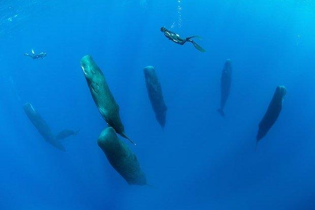 <p>Profesyonel su altı fotoğrafçısı Franco Banfi, Karayip Denizi'ndeki bir grup ispermeçet balinasını takip ederek eşi benzeri görülmemiş fotoğraflar çekti.</p>
